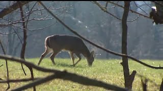 FULL INTERVIEW  PA Game Commission discusses round 3 antlerless deer licenses [upl. by Mays]