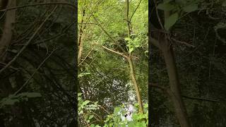 Beautiful nature at otterspool promenade trees outdoors pond life tiny adventure [upl. by Yeltnarb]