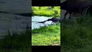 మొసలి నోటికి బర్రె చిక్కితేpowerful buffalo pulls crocodile out of water wildlife janardhanfactz [upl. by Agarhs]