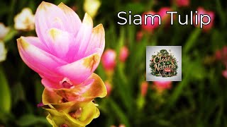 Siam Tulip Wonderland Exploring Thailands Floral Delight [upl. by Enimassej]