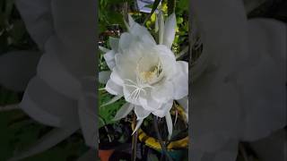 Why does Brahma Kamal bloom only at nightflowers song [upl. by Stoneman]