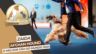 O melhor cão do mundo 2024  Westminster 2024  Cinofilia Digital [upl. by Hege]