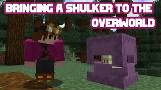 Making a Shulker Farm in the Overworld [upl. by Hayouqes]