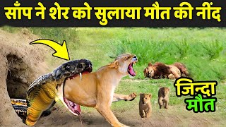 साँप ने शेर को सुलाया मौत के नींद  Wildlife Animals Fighting Videos [upl. by Pry]