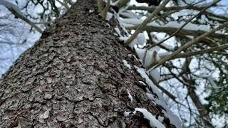 A winter trail hike  Tucker Park  Kennebecasis River  Saint John  New Brunswick  2021 [upl. by Mathur821]