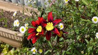 Timelapse Sparaxis tricolor flowers [upl. by Eugene]