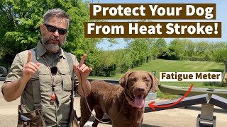 Protect Your Dog From Heat Stroke  Pro Dog Training Tips From Uncle Stonnie [upl. by Ettegroeg]