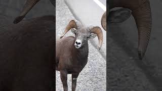 Big Horn Rams Butting Heads  Big Horn Sheep Head Butting [upl. by Nehtanoj740]