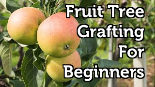 Fruit Tree Grafting for Beginners [upl. by Barnard949]