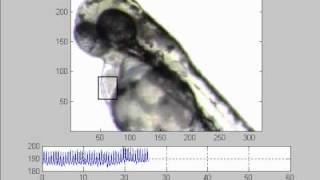 Zebrafish Larvae Heart Rate Analysis  Heart Luminosity Change [upl. by Bilbe288]