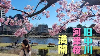 江戸川区平井 旧中川 河津桜 満開 2024年2月26日撮影 [upl. by Wyly]