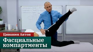 Фасциальные компартменты Мануальномышечное тестирование Циванюк Антон [upl. by Imoian]