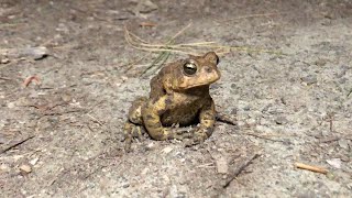 Frog Sounds American Toad Call [upl. by Ruon881]