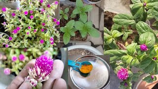 Gomphrena plant care amp tips  easy to grow from sheeds and cutting plant flower [upl. by Panaggio763]