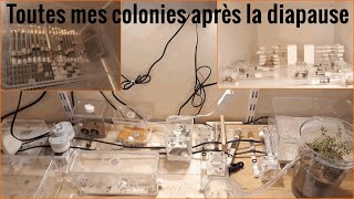 Toutes mes colonies de fourmis après la diapause [upl. by Newlin]