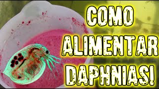 COMO ALIMENTAR AS DAPHNIAS [upl. by Orianna974]