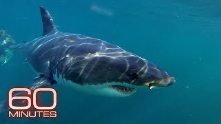 Great White Sharks Whales Ocean Floor Metals Ocean Plastic Plague  60 Minutes Full Episodes [upl. by Aver]