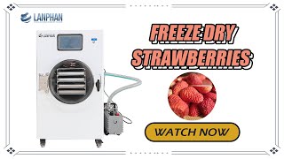 How to freeze dry strawberries？ [upl. by Audwen]