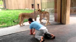 How to play with lions at the zoo [upl. by Nazar]