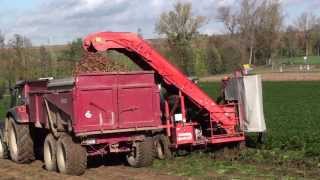 Dewulf P3K  1row 3point linked carrot harvester with elevator [upl. by Eseerahs]