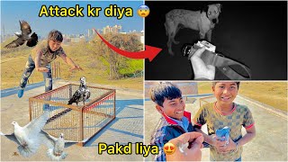 Ring 💍 pigeon pakd liya 🕊️  Raat ko bully pakdne gaye 😲 [upl. by Shapiro910]