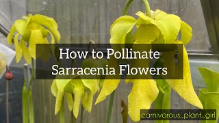 How to Pollinate Sarracenia Flowers [upl. by Aratahc]