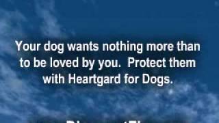 Heartgard for Dogs [upl. by Fairley]