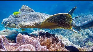 Tasselled Wobbegong Shark [upl. by Ardnic440]