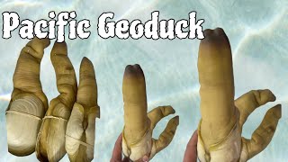 LIVE 🔴 Geoduck [upl. by Wawro995]