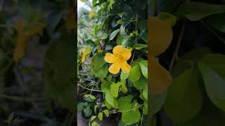 Dolichandra unguiscati flowers nature garden farm shortsvideo shorts pallavithimmaiah [upl. by Costin]