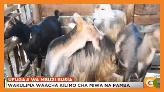 Wakulima waacha kilimo cha miwa na pamba [upl. by Shuler]