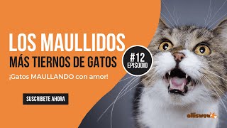 ¿CÓMO son los MAULLIDOS de los GATOS 🙀🥰 [upl. by Marylinda612]