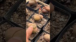 Pleiospilos Royal flush succulents cactus garden [upl. by Stutman622]