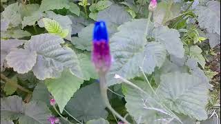 Cornflower  Centaurea cyanus an electric blue flower for gardens [upl. by Adnauqal]