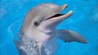 Dolphin Ringtone  Ringtones for Android  Animal Ringtones [upl. by Gillespie]