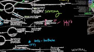 CN V  Trigeminal nerve anatomy and clinical aspects [upl. by Perla]