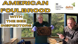 Identifying American Foulbrood In Honey Bees With The Bee Inspectors AFB In Bees [upl. by Ahsed]