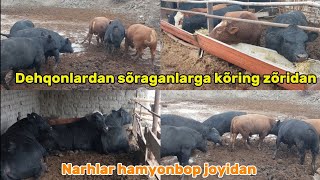 Angus va gerenford buqalar 998916956700998999907267 Sõraganlarga kõring [upl. by Lyndy]