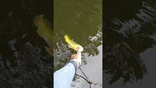 O pensamento do peixe fishing comedia comedy humor humormemes pescador tucunare viralvideo [upl. by Ariel]