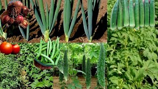 Companion Planting With Bitter Gourd 5 Crops You Can Intercrop Tomato Beans Onions Karela amp Okra [upl. by Ainud]