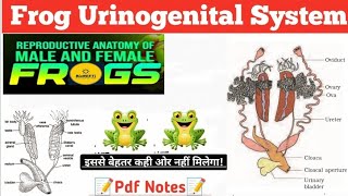 Frog Reproductive System  NEET Biology Structural Organisation In Animals [upl. by Sobmalarah647]