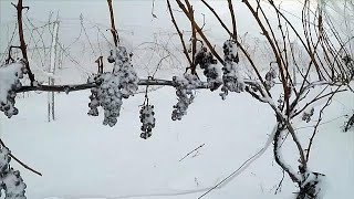 Eiswein Süße Spezialität mit Nervenkitzel [upl. by Brunell]