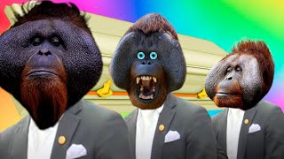 Funny Cute Orangutans  Coffin Dance Song COVER [upl. by Crofton303]