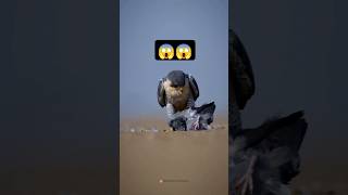 Peregrine falcon🦅 World fastest Bird😱 Rocket attack 😮interestingfactsanimalsfalconytviralshorts [upl. by Anazus]