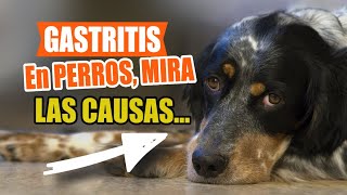 La GASTRITIS en PERROS 🐶Síntomas Causas Diagnóstico [upl. by Tabbatha]