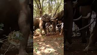 wild elephant and 4 kumki fight part1 [upl. by Ailimaj510]