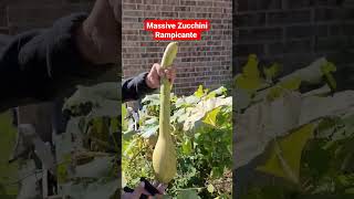 Huge Zucchini Rampicante  DownHome Backyard Gardening [upl. by Ocirema]