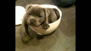 Blue english staffordshire bullterrier puppy [upl. by Dnalro]