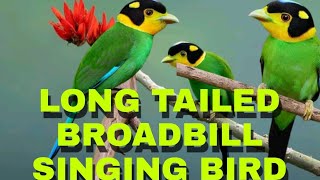 Singing Bird  Long tailed broadbill [upl. by Nolyak180]