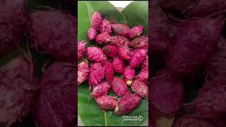 🌰Sweet Indian almond viralvideo trending trend song music funny india sweets [upl. by Geminius]